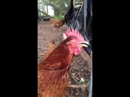 Who knew that sneezing chickens could be so funny. Chicken Sneezing Backyard Chickens Learn How To Raise Chickens