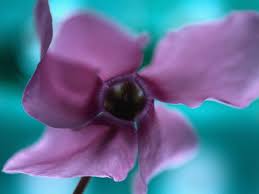 Flower images wallpapers hd flower wallpaper 4k wallpaper for mobile widescreen wallpaper flower backgrounds desktop wallpapers cute flower images. Flowers Nature Plant Beautiful Green Flower Wallpapers Hd Desktop And Mobile Backgrounds