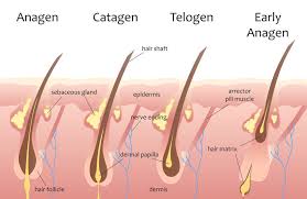 Hair Growth Cycle Information Anagen Catagen Telogen
