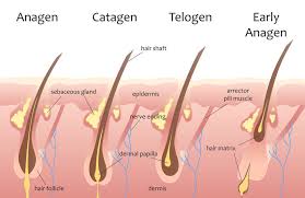 hair growth cycle information anagen catagen telogen