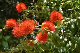 Image result for Combretum constrictum