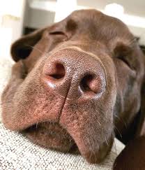 Boop Captain The Chocolate Lab Chocolate Labrador Retriever Boopmynose Chocolatelab Chocolate Labrador Retriever Labrador Retriever Labrador Puppy