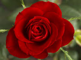 Die Besten Spruche Uber Liebe Bluemind Tv Liebe Spruch Coole Spruche Schone Blumen