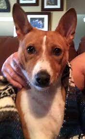 Nala Dec 2014 You Can Adopt This Sweet Gentle Basenji Girl From Brat At Basenjirescue Org Basenji Dogs Hypoallergenic Dogs Dogs Of The World