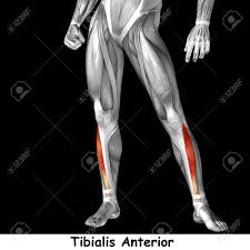 Together, these muscles straighten your knee, stabilize your knee joint, assist in flexing your hip (drawing your knee towards your chest), and help absorb force when you land after jumping or leaping. Conceptual 3d Human Front Lower Leg Muscle Anatomy Isolated On Stock Photo Picture And Royalty Free Image Image 80912595