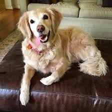 Browse thru our id verified puppy for sale listings to find your perfect puppy in your area. Get To Know The Mini Golden Retriever K9 Web
