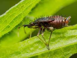 They can be a cause of nuisance when found in excessive amount. Springtails Tiny Bugs That Are Tough To Control Epm