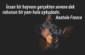 Kopekler Ile Ilgili Sozler Kopek Guzelsozler Anlamlisozler Manalisozler Guzel Sozler Ozlusozler Kopek Gercekler Guzel Soz