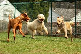 Dogs are socialized to play and do well with other dogs! Walks And Playgroups Dylan Boyce Dog Training