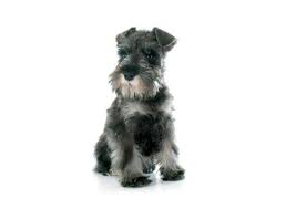 Standard Schnauzer Hairstyles