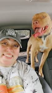 Introduction of Mister King, a pitbull, in South Florida