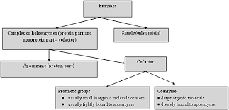 Drag the appropriate labels to their respective targets. Introduction To Enzymes And Their Applications Book Chapter Iopscience