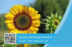 Kemudian tempelkan kanji tersebut ke bagian yang sakit seperti menggunakan salep. 5 Manfaat Biji Bunga Matahari Untuk Tubuh