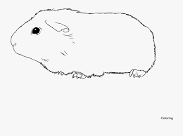 If you are in love with your guinea pig, show the world and print a page to color. Boar Guinea Pig Coloring Page Printable Boar Guinea Coloring Pages Guinea Pig Free Transparent Clipart Clipartkey