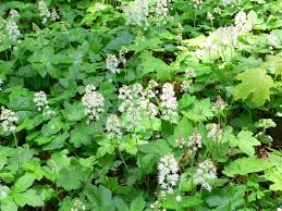 Evergreen in mild winter climates, the foliage displays burgundy variegation along the veins, particularly in the spring and. Foamflower Landscape Design Installation Maintenance And Native Plant Nursery Lauren S Garden Service
