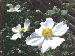 Maybe you would like to learn more about one of these? Selected Perennials For Oklahoma Gardens