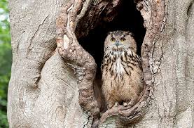 That is most certainly a fine owl in a tree hole!! No Vacant Tree The Hole Story Geauga News