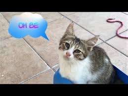 Evde Kedi Tuvaleti Yapimi Yavru Kedi Tuvalet Egitimi Ve Tuvalet Aliskanligi Kedio Videolari Youtube