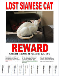 Lying and claiming/posting someone else's cat is/as your own will result in an. Missing Cat Poster How To Make A Lost Cat Poster