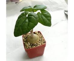 Image result for Pyrenacantha