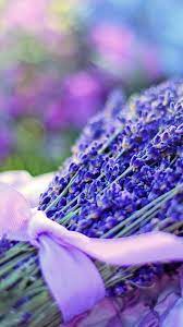 Pin By Alexandra Peter On Lavender Gardening Advice Lavender Landscaping Tips