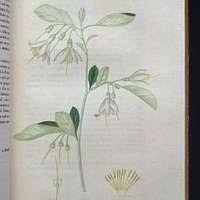 Image result for Psilotrichum scleranthum