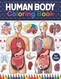 The skeletal muscle fibers are crossed with a regular pattern of fine red and white lines, giving the. Human Body Coloring Book For Kids Human Body Coloring Activity Book For Kids Kids Anatomy Coloring Book Preschool Activity Book About Human Body Paperback Eso Won Books