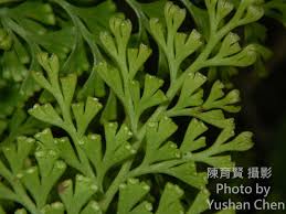 Image result for Odontosoria africana