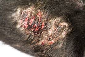 Image result for hotspot dogs