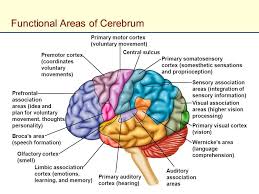 Functional Areas Of Cerebrum Nervous System Cerebrum Function Central Nervous System