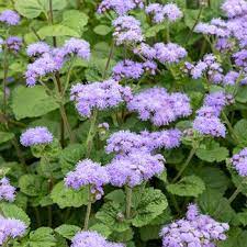 Ageratum Blue Mink Garden Seeds Seeds White Gardens
