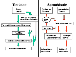 Voraussetzungen Fur Die Entwicklung Der Sprache Handout Zum Referat