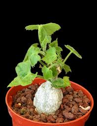 Image result for Kedrostis leloja