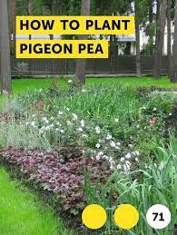 Learn How To Plant Pigeon Pea How To Guides Tips And Tricks Growing Vegetables Plants Hops Plant