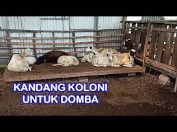 Kandang kambing dibina bertujuan asal untuk menyediakan ianya melibatkan faktor susun atur, atap, lantai kandang, lantai bumi, tangga, dan juga pemagaran kawasan ternakan. Kalau Mau Kandang Dengan Lantai Tanah Maka Perlu Disediakan Tempat Tidur Untuk Dombanya Seperti Ini Youtube