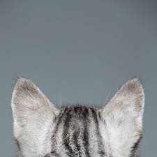 1,200+ Cat Ears Back Stock Photos ...