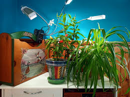 Best grow lights in 2021 for seedlings, veg phase & mother plants. Review Of The Vogek Grow Light Dengarden