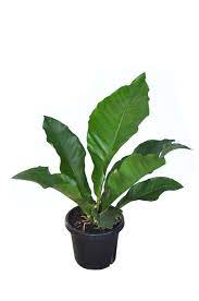 Anthurium Plowmanii Wave Of Love 200mm Pot Anthurium Plant Plants Anthurium