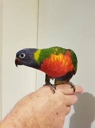 Rainbow Lorikeet Hand Raised Rainbow Gorgeous Hands