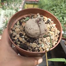 Image result for Ipomoea welwitschii