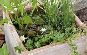 Optimal location for the mini pond. Gardening How To Build A Mini Pond And Make Big Difference To Small Creatures The Irish News
