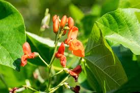 Image result for Phaseolus coccineus