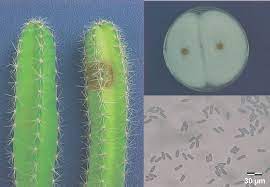Use any term of the related virus lineage (combine with commas). A Dragon Fruit Plants Hylocereus Megalanthus Non Inoculated Plant Download Scientific Diagram