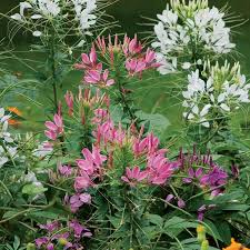 Image result for Cleome
