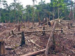 Der weitaus größte teil des waldes befindet sich in brasilien. Abholzung Des Amazonas Regenwaldes Schreitet Mit Rekordtempo Voran Energiezukunft