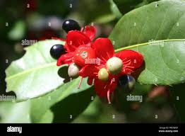 Image result for Ochna kirkii