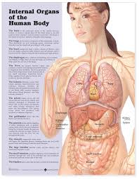 anatomical chart series internal organs of the human body anatomical chart teaching supplies classroom safety