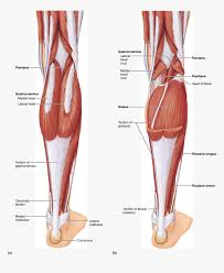 Want to learn more about it? Anatomical Muscle Stretching Png Label The Muscles Of The Posterior Right Leg Transparent Png Transparent Png Image Pngitem