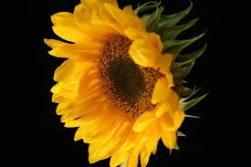 Safflower oil 101 the first thing to recognize about safflower oil is that it is not nearly as widespread in its hair care usage as lavender oil, clary sage oil, cedarwood oil, or even sunflower oil. Why Sunflower Oil Is Amazing For Skin And Hair Beneath Your Mask