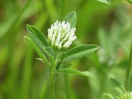 Image result for Trifolium squarrosum